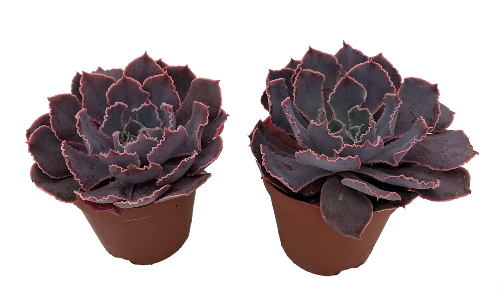 Neon Breakers Desert Rose Succulent - Echeveria - 2 Plants in 2" Pots