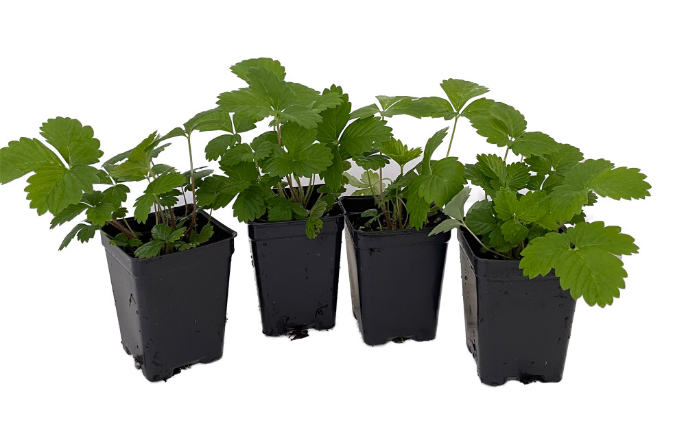 Alexandria Strawberry - 4 Plants 2.5" Pots - Fragaria