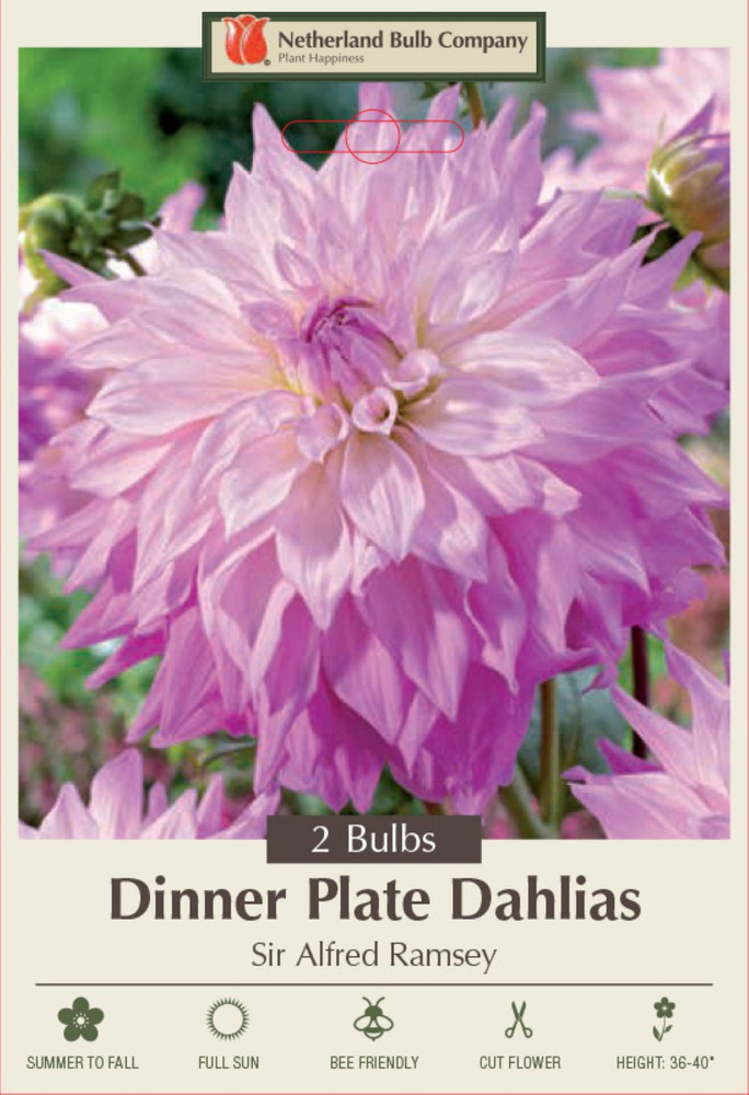 Sir Alfred Ramsey Dinnerplate Dahlia - 2 Bulb Clumps
