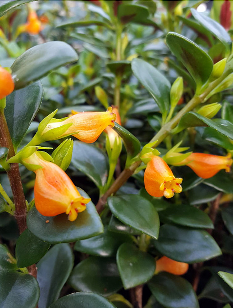 Green Cheerio Goldfish Plant - Nematanthus - 4" Mini Hanging Basket