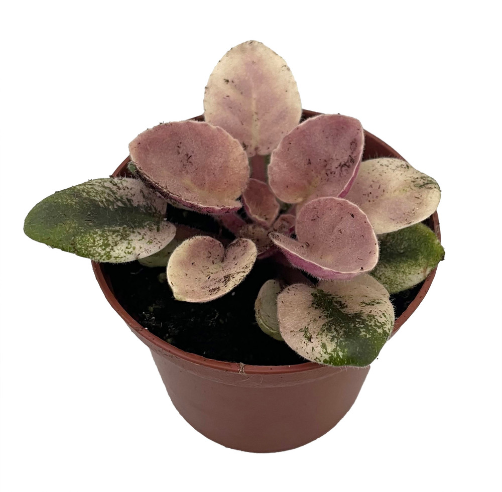 Scales Ukraine / Frosty Bubbles Miniature African Violet - 2.5" Pot - Variegated