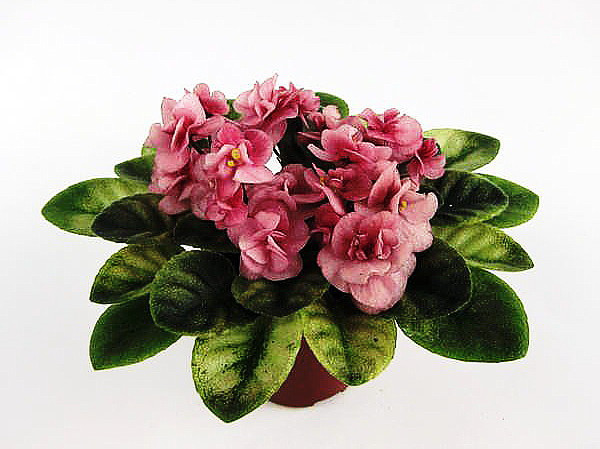 Scales Ukraine / Frosty Bubbles Miniature African Violet - 2.5" Pot - Variegated