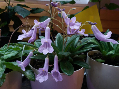 Primulina longgangensis - Asian Violet - 2.5" Pot