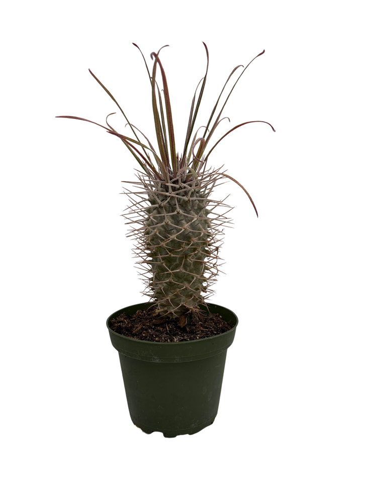 Madagascar Palm - Pachypodium Lamerei - Exotic & Easy! - 4" Pot