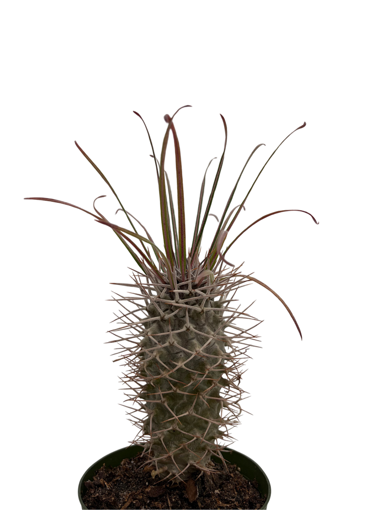 Madagascar Palm - Pachypodium Lamerei - Exotic & Easy! - 4" Pot