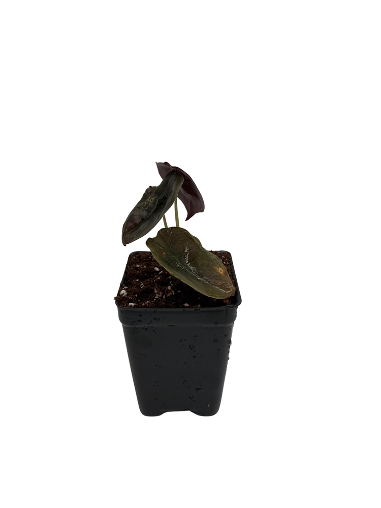 Rare Alocasia cuprea - Red Secret - 2.5" Pot - Collector's Series