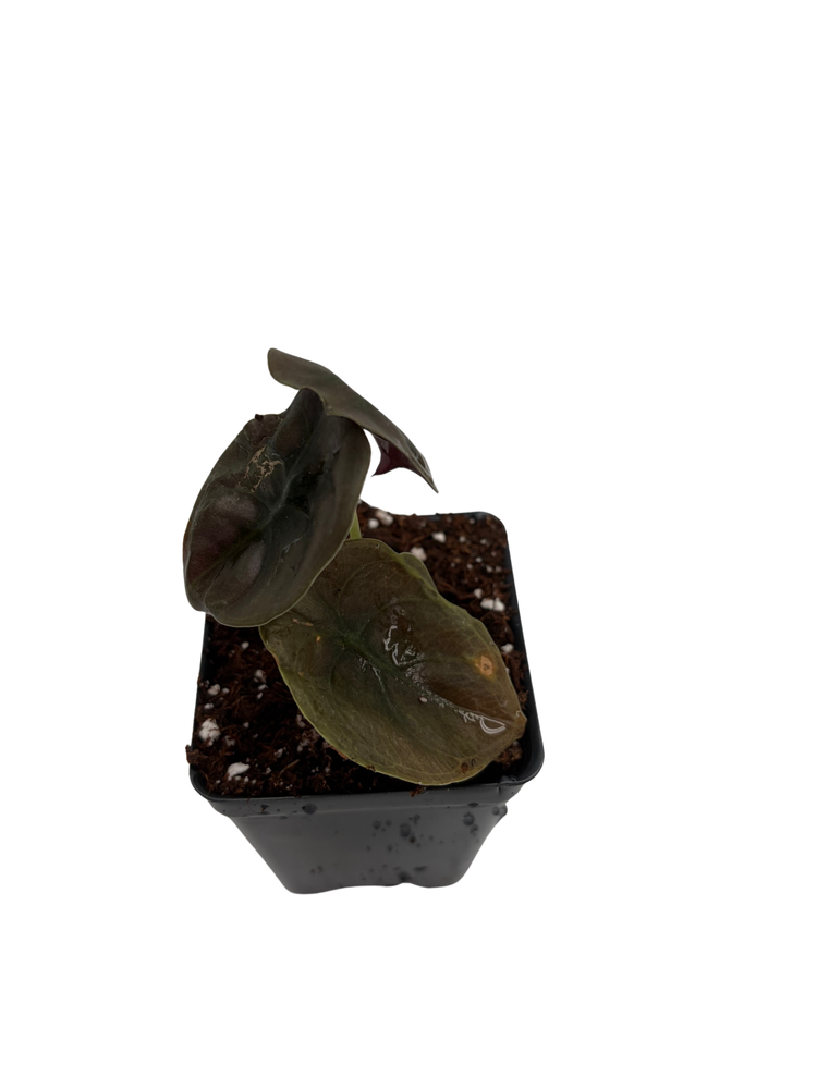 Rare Alocasia cuprea - Red Secret - 2.5" Pot - Collector's Series