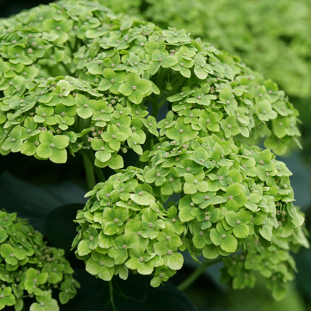 FairyTrail™ Green Hydrangea- Green Blooms - Proven Winners - 4" Pot