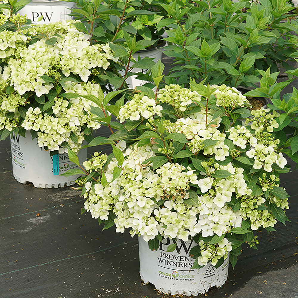 FairyTrail™ White Hydrangea- White Blooms - Proven Winners - 4" Pot