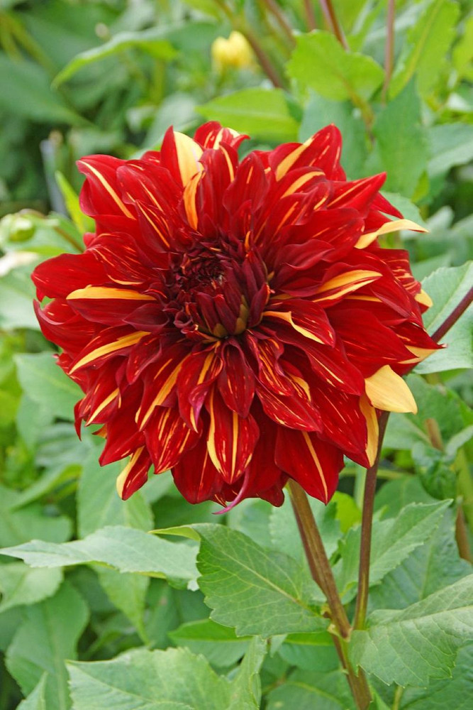 Bohemian Spartacus Dinnerplate Dahlia - Bold Colors - Top Size Root Clump - New