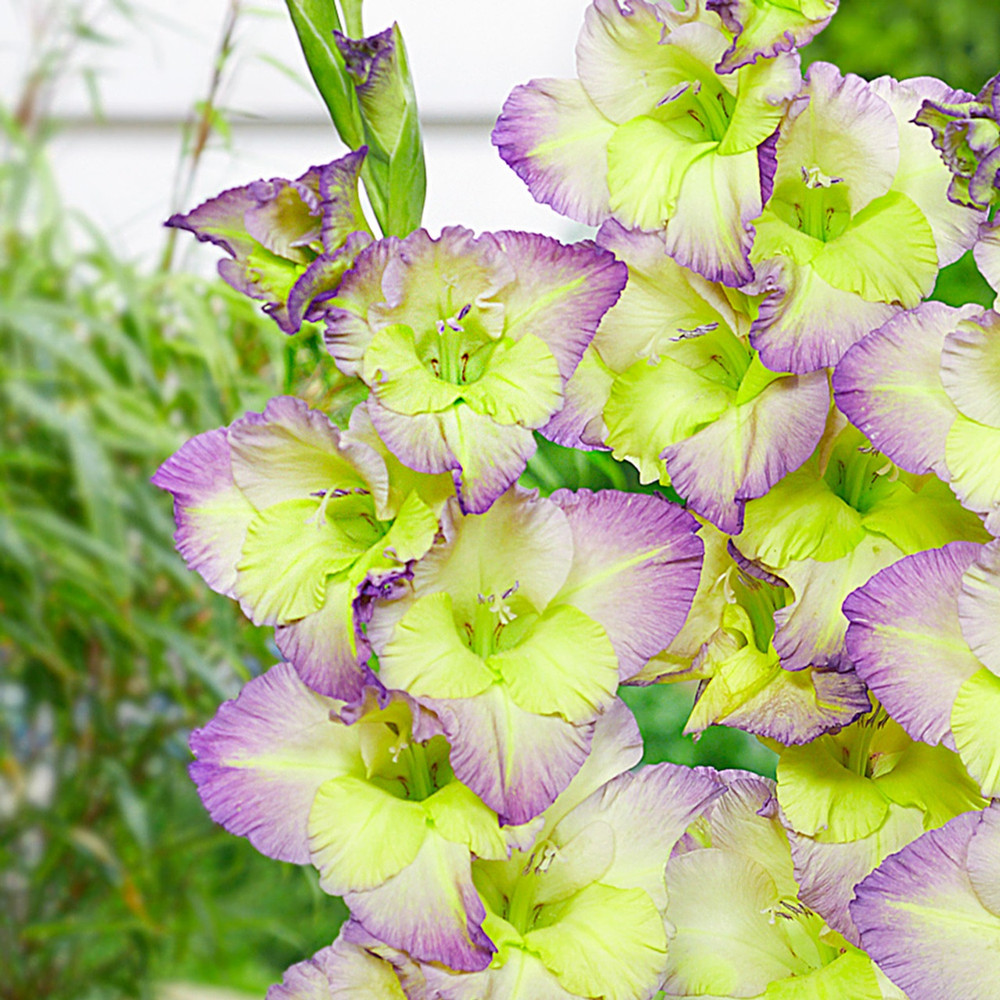 Moonlight Shadow Large Flowering Gladiolus 10 Bulbs - 12/14 cm Bulbs - NEW