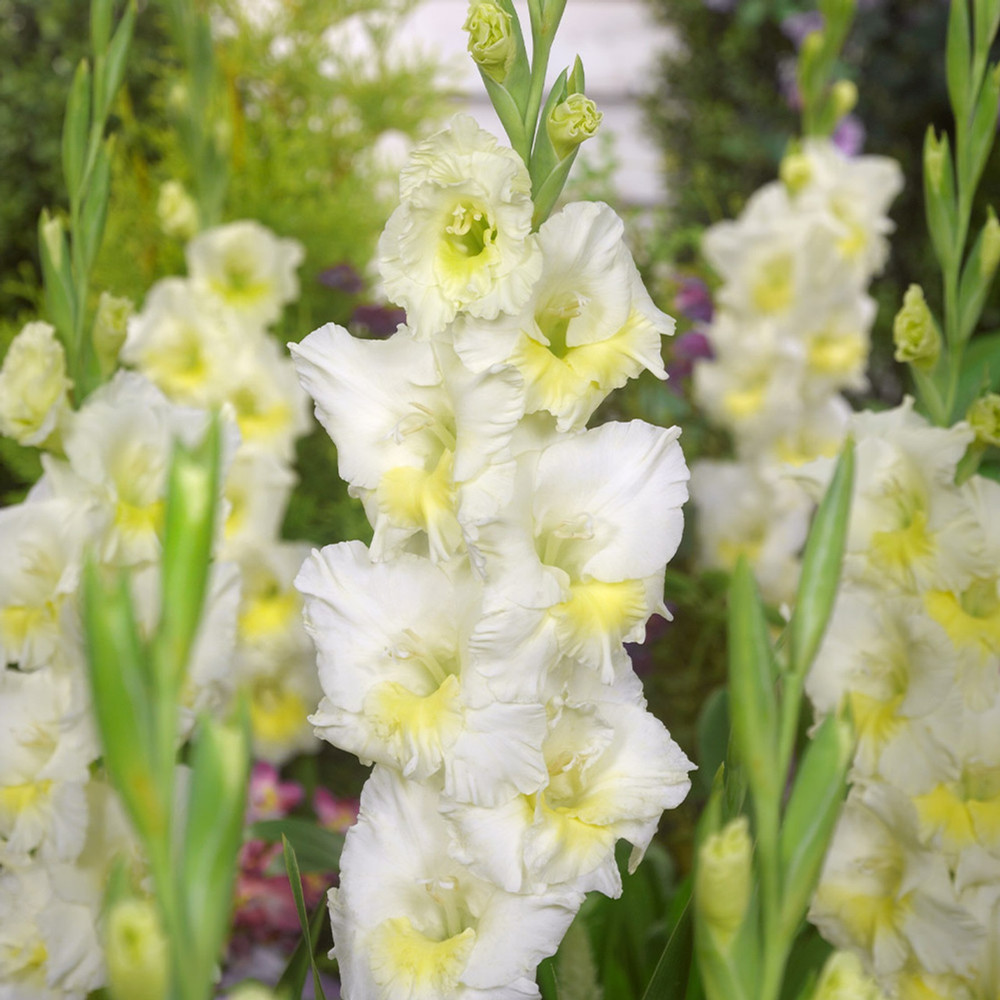 Break O'Dawn Gladiolus 10 Bulbs - 12/14 cm - Two Tone White Blooms - NEW
