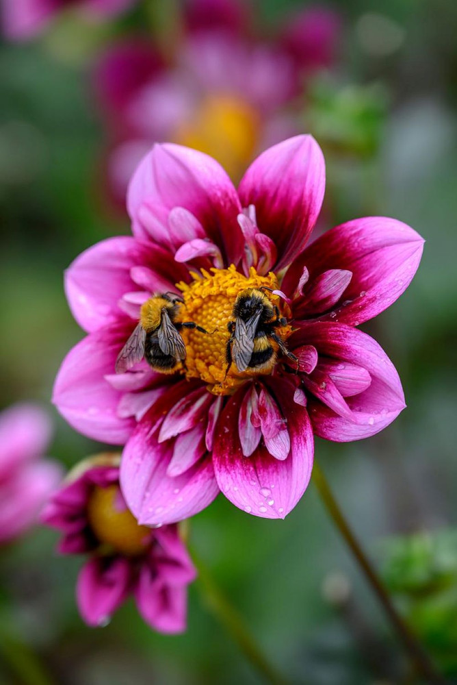 Liquid Desire Mignon Dahlia -  #1 Size Root Clump - New!