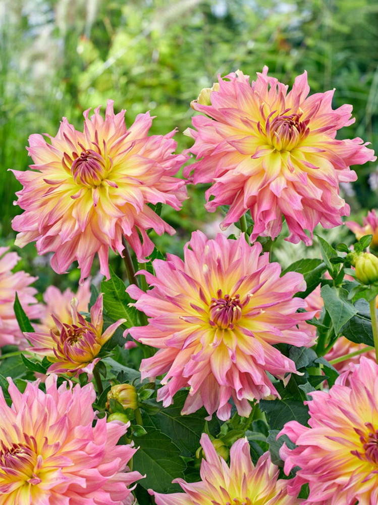 Go-Go Pink Yellow Dahlia - Top Size Root Clump - Compact/Low Growing - New
