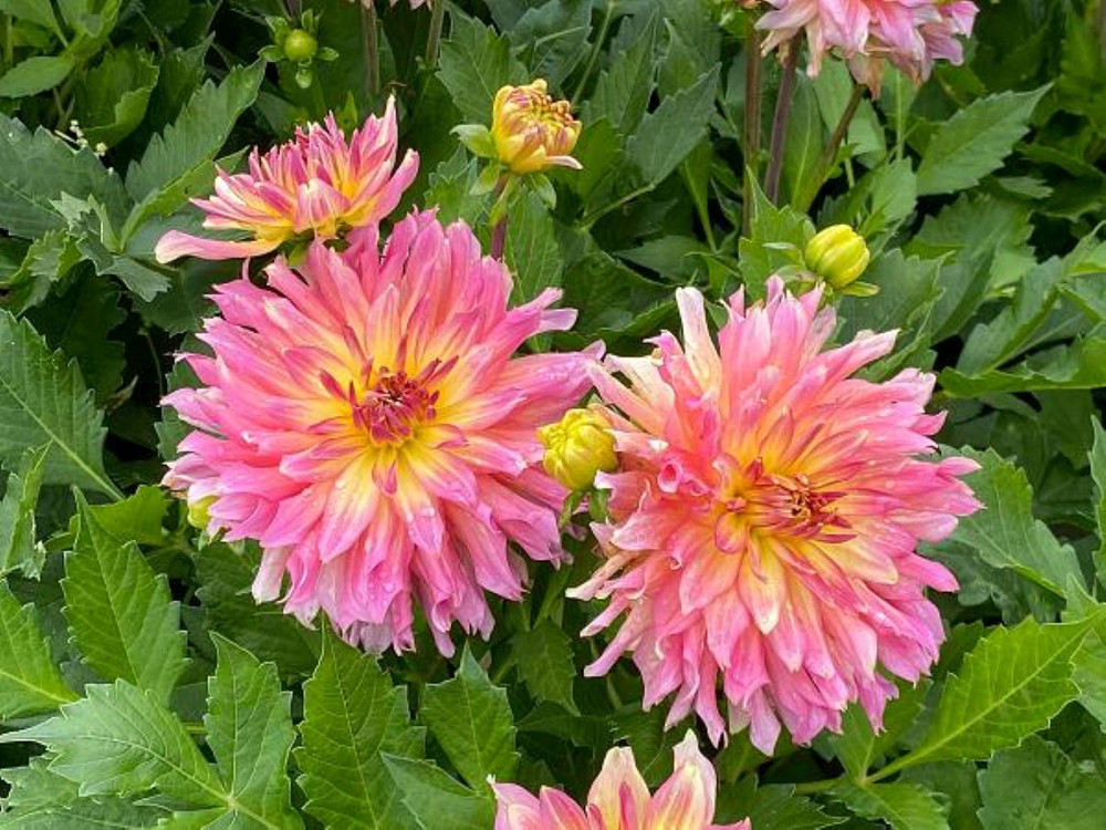 Go-Go Pink Yellow Dahlia - Top Size Root Clump - Compact/Low Growing