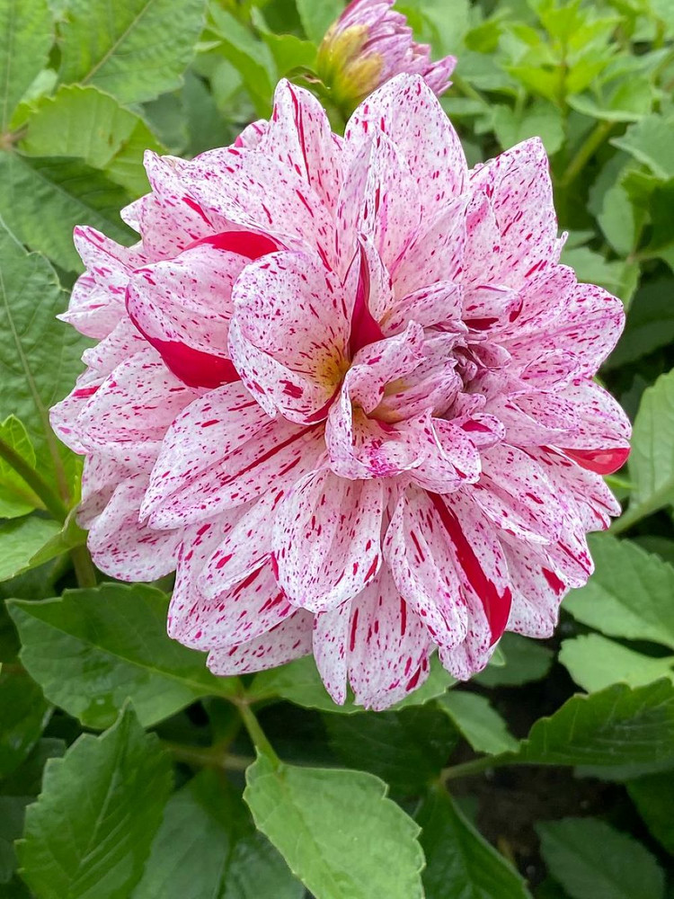 Go-Go Speckled Dahlia - Top Size Root Clump