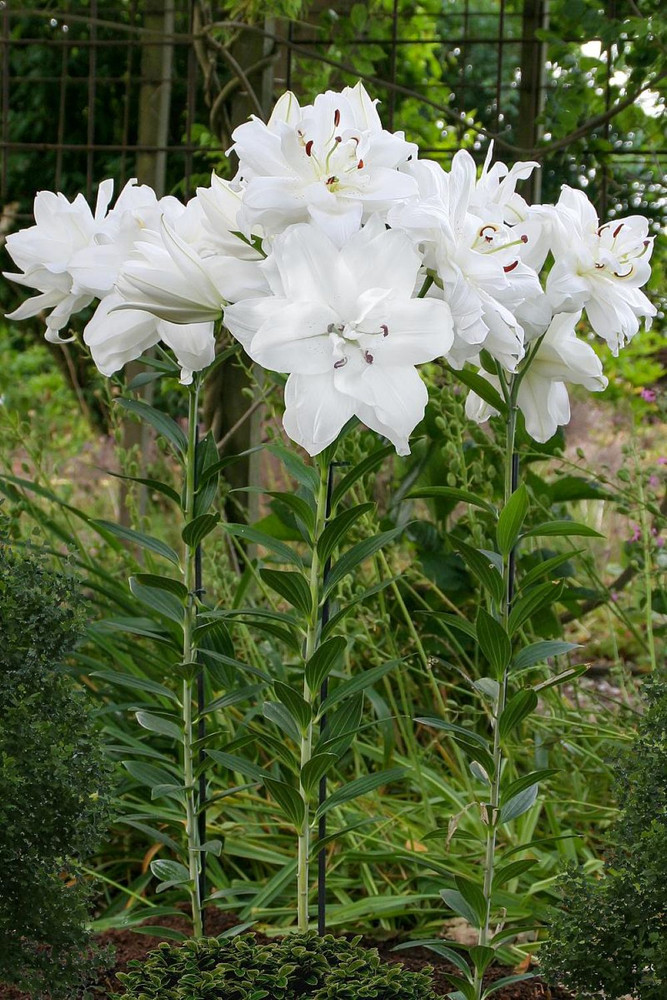 Lotus Pure Oriental Lily - 2 Bulbs 16/18cm - Double White Blooms