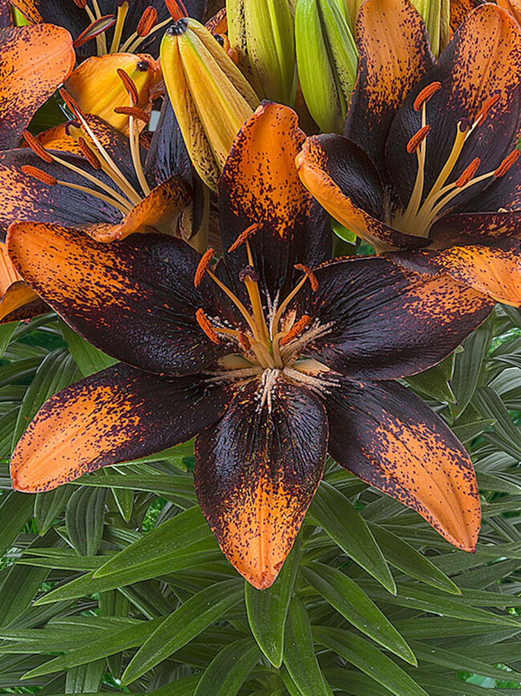 Trendy Las Palmas Asiatic Lily 3 Bulbs - 14/16cm Bulbs - NEW