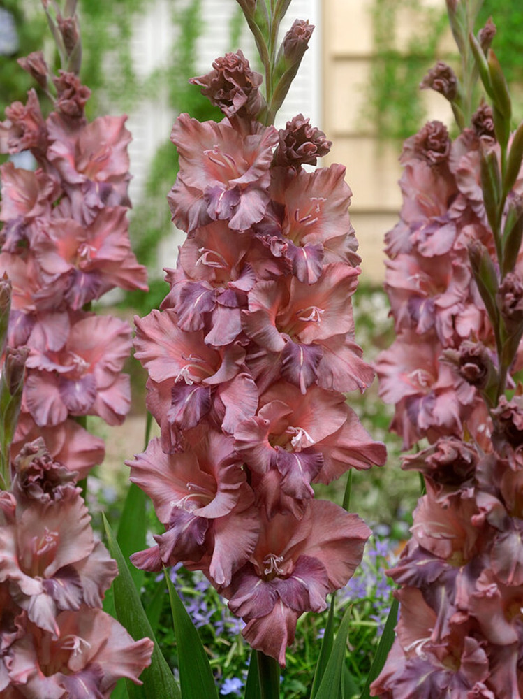 Rusty Chestnut Parrot Gladiolus 10 Bulbs 10/+ cm - Ruffled Flowers - NEW