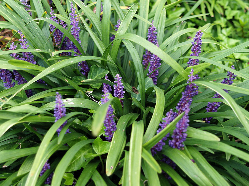 Big Blue Muscari - Liriope - Lilyturf - Sun/Shade - 48 Plants