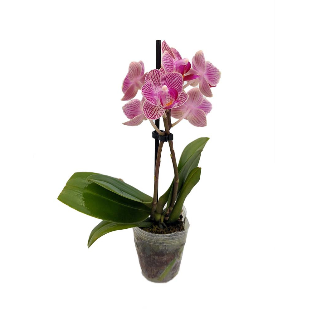 Surprise Moth Orchid Plant - Phalaenopsis - 4" Pot - Easy House Plant