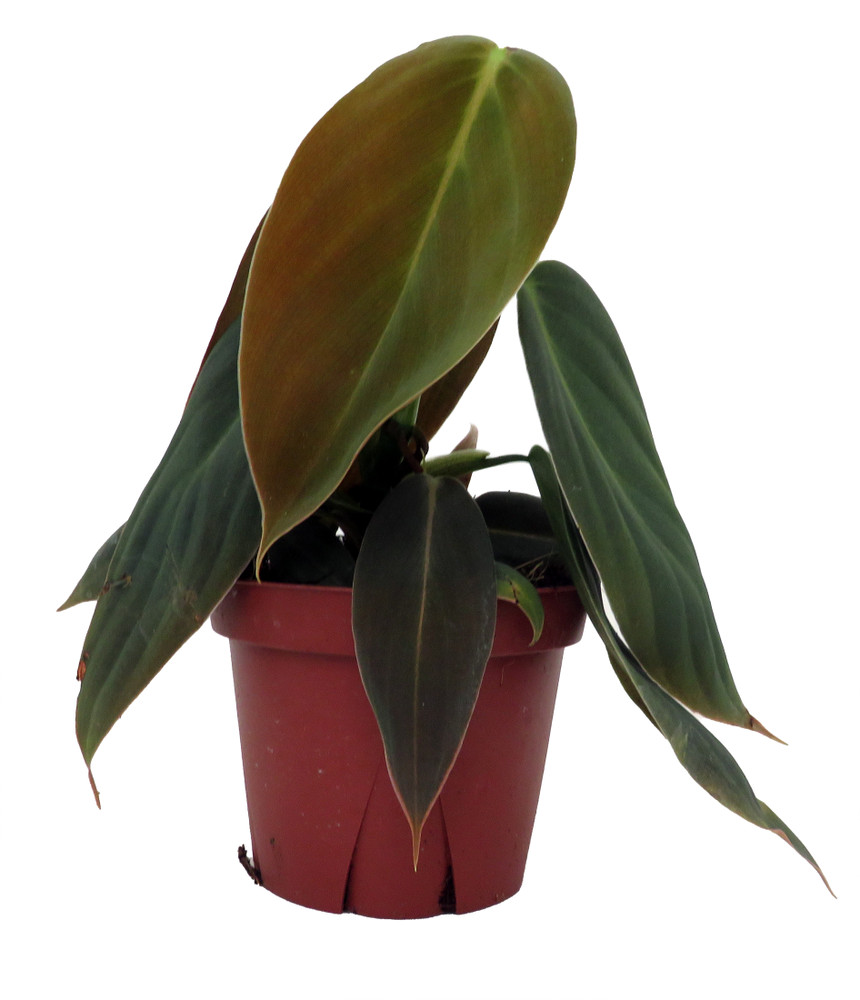 Rare Gigas - Philodendron - 4" Pot - Collector's Series