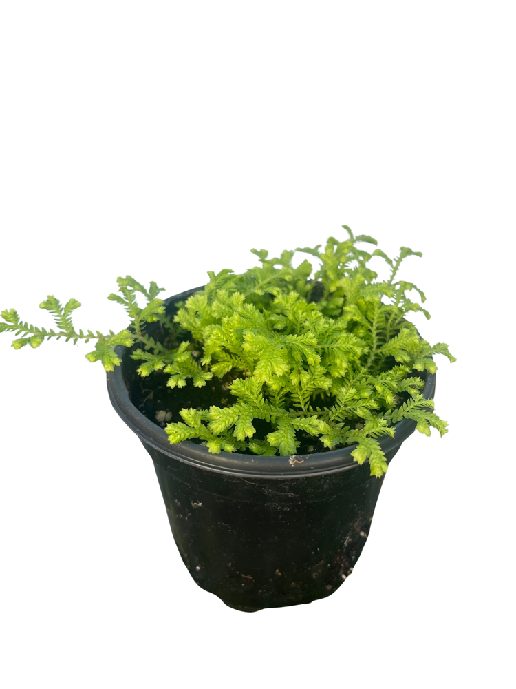 Golden Fern Club Moss Plant - Selaginella - Exotic - 4" Pot