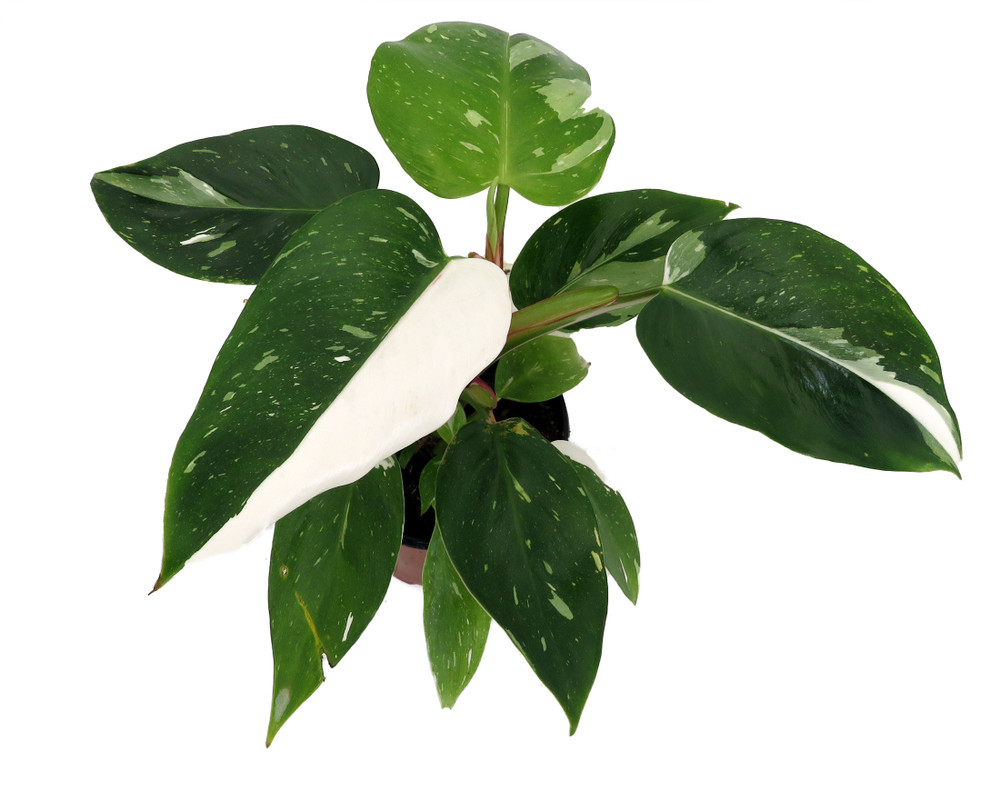 Rare White Princess Philodendron - 4" Pot - Collector's Series