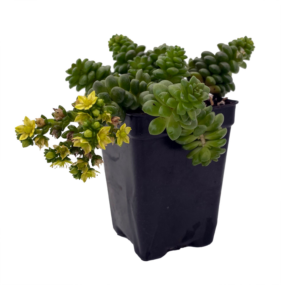 Little Gem Cremnosedum Stonecrop Succulent Plant - 2.5" Pot