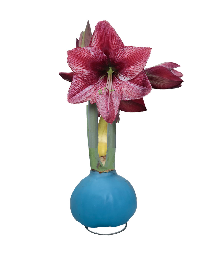 Easter Egg Amaryllis - Revelation Blue Wax Coated Bulb - Easter Gift