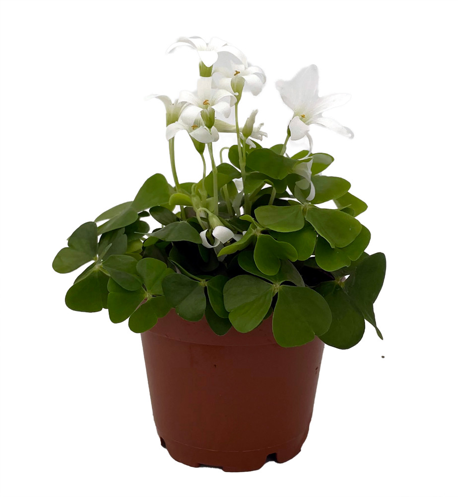 Green Shamrock Plant - 2.5" Pot - Oxalis