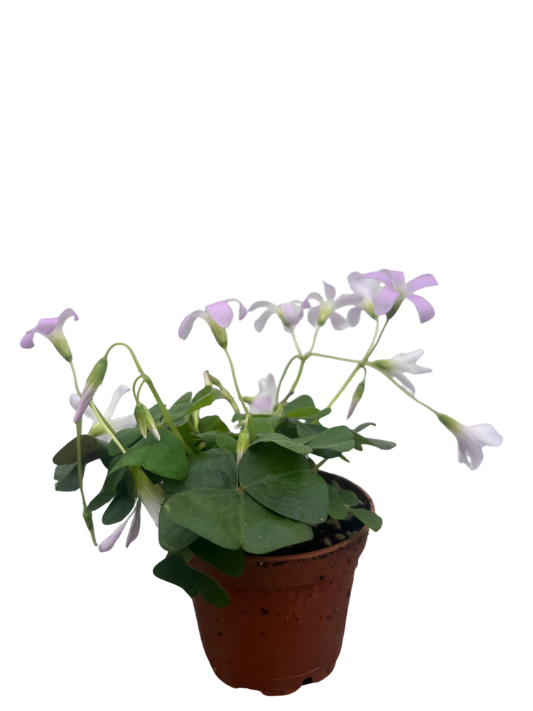 Green Shamrock Plant - 2.5" Pot - Oxalis
