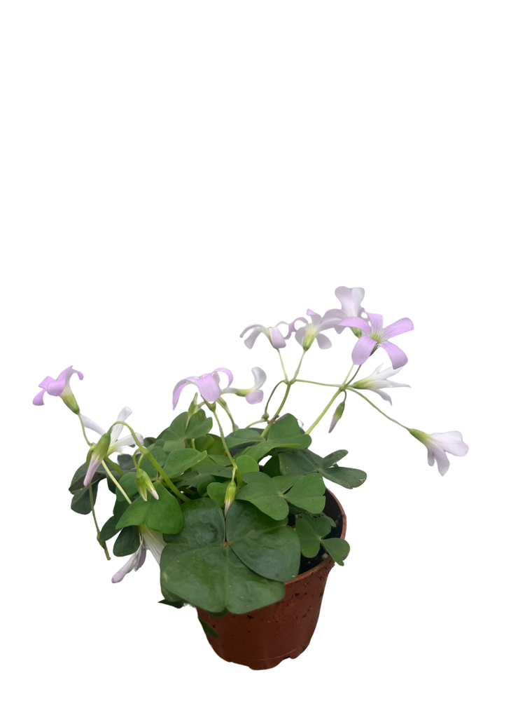 Green Shamrock Plant - 2.5" Pot - Oxalis