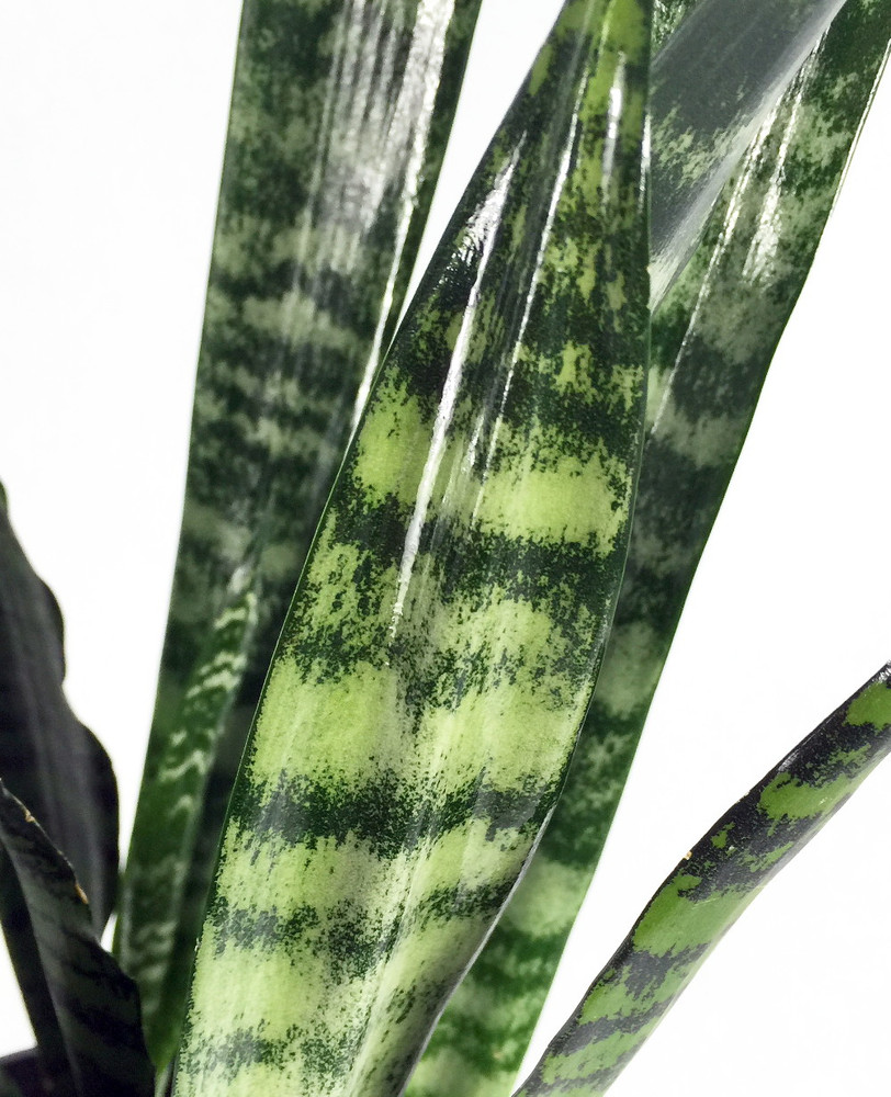 Wintergreen Snake Plant, Mother-In-Law's Tongue - Sanseveria - 6" Pot