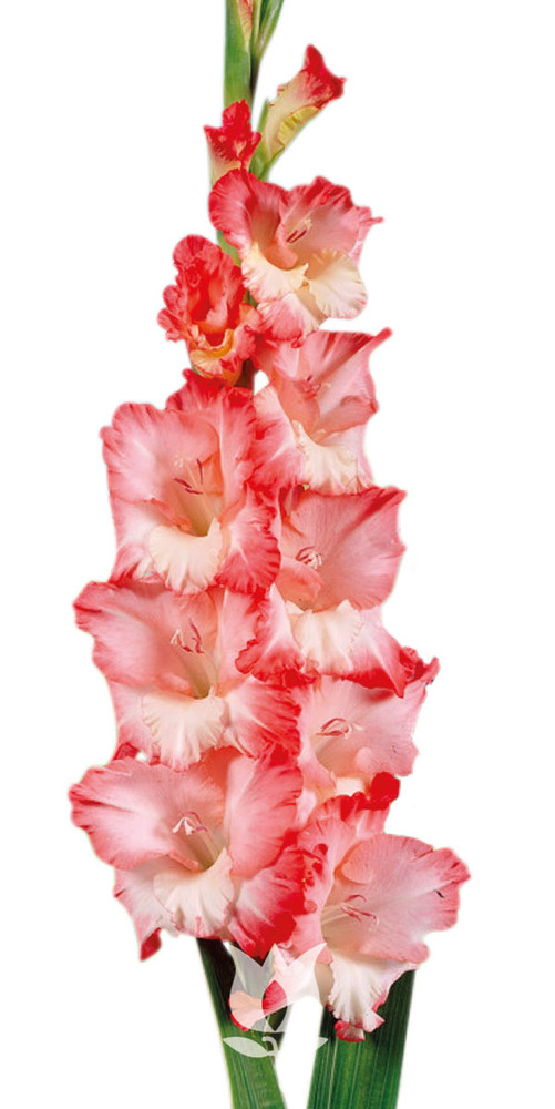 Pink Lady Large Flowering Gladiolus 10 Bulbs - 12/14 cm Bulbs