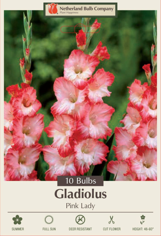 Pink Lady Large Flowering Gladiolus 10 Bulbs - 12/14 cm Bulbs
