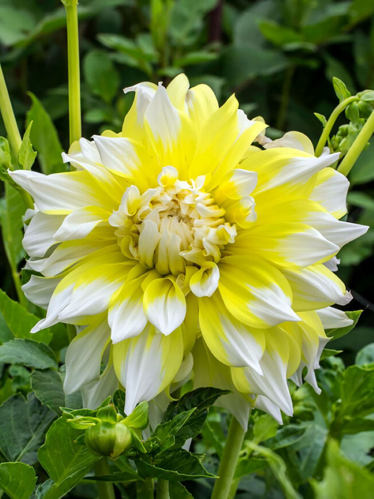 Calgary Flames Dahlia - 2 Bulb Clumps - Yellow and White