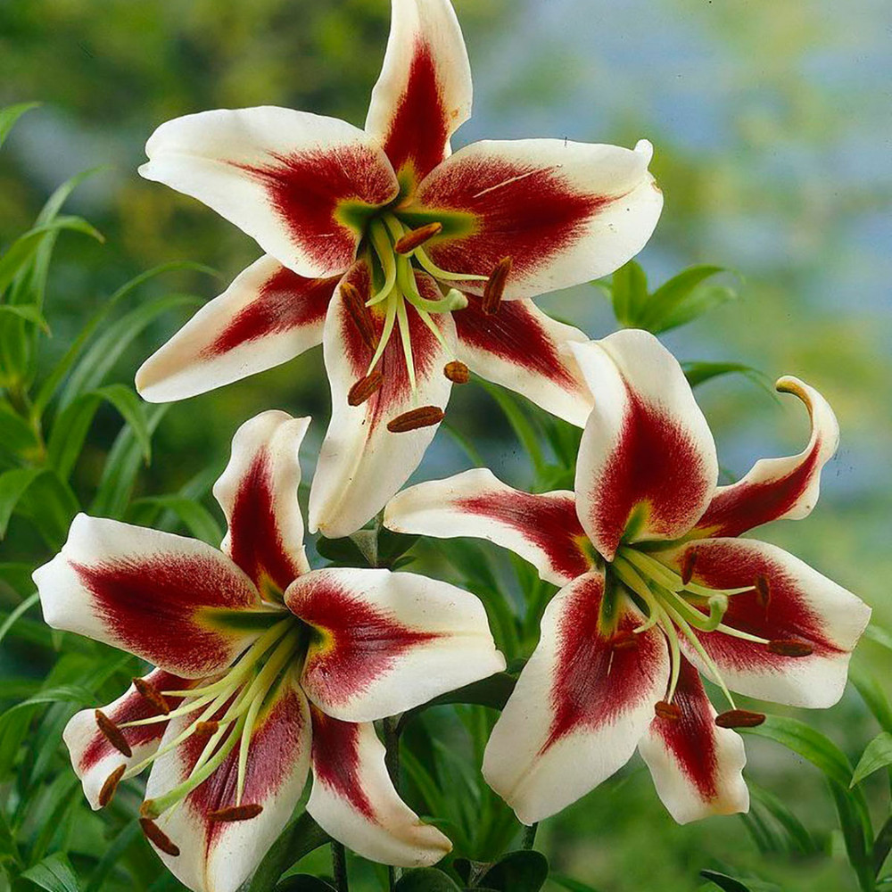 Beverly Dreams Orientpet Lily - 2 Bulbs 16/18cm - Very Fragrant