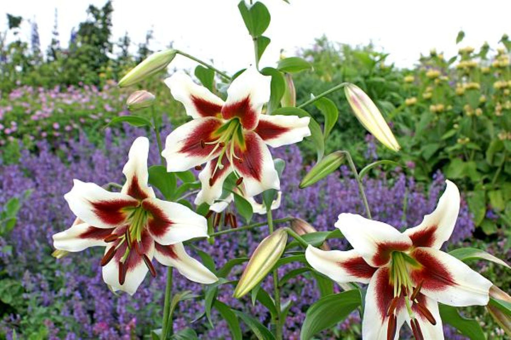 Beverly Dreams Orientpet Lily - 2 Bulbs 16/18cm - Very Fragrant