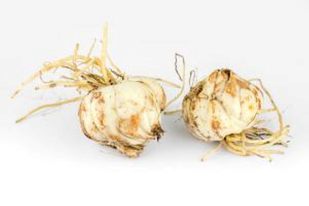 Beverly Dreams Orientpet Lily - 2 Bulbs 16/18cm - Very Fragrant