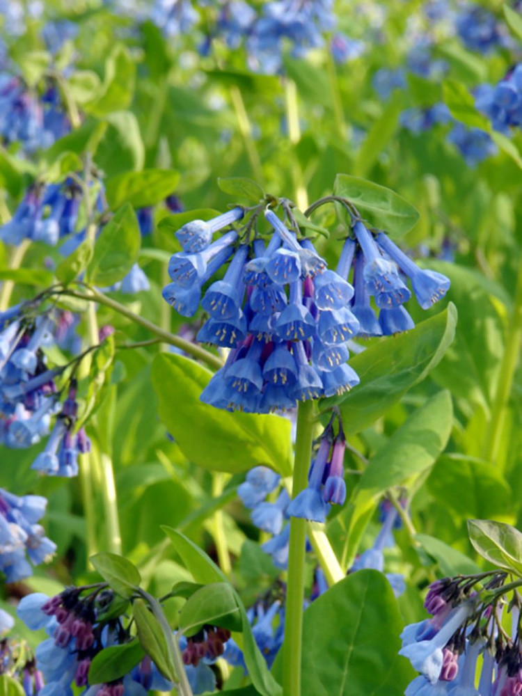 Wildflower - Virginia Bluebells - 2 Bare Roots - Mertensia - Top size Roots