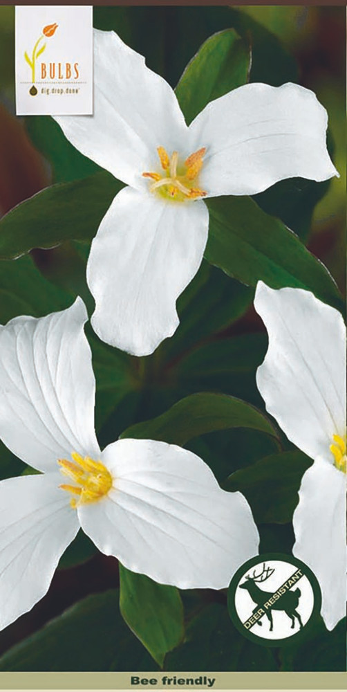Snowy White Trillium grandiflorum - 2 Bulbs (Pips) - Wake Robin