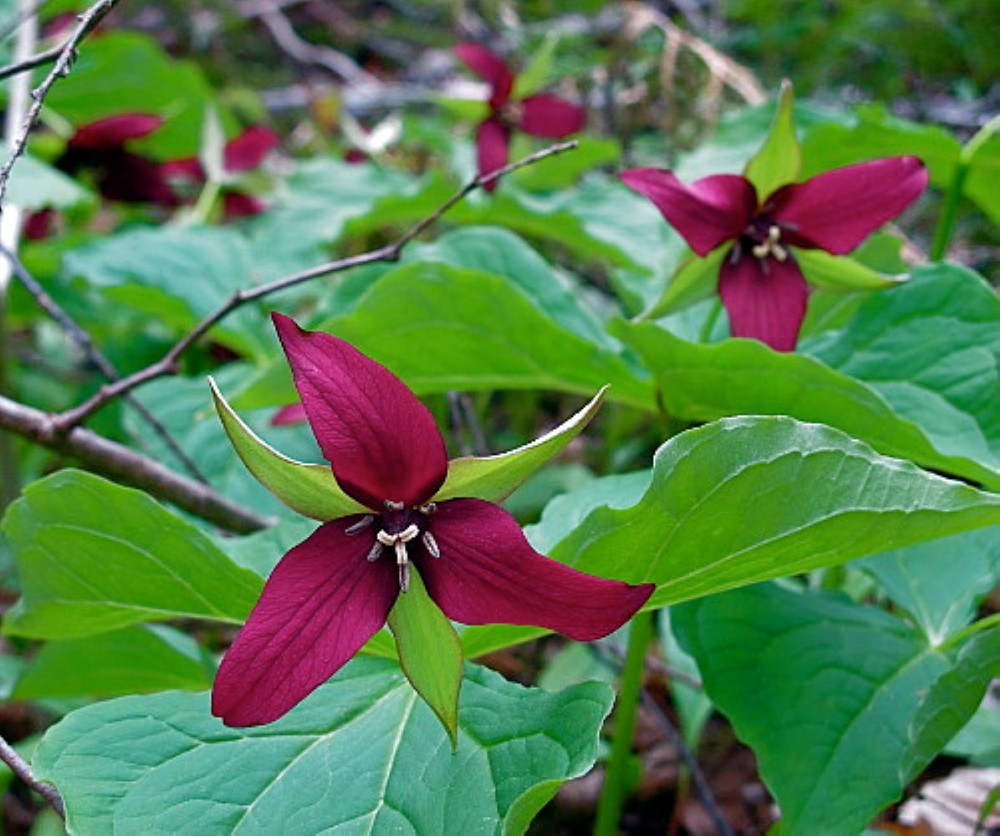 Red Trillium - Wake Robin - Trillium erectum - Wildflower - 2 Top Size Roots