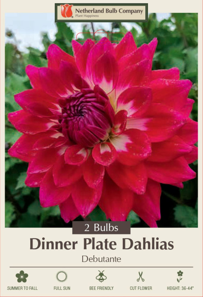 Debutante Dinnerplate Cactus Dahlia - 2 Top Size Root Clumps