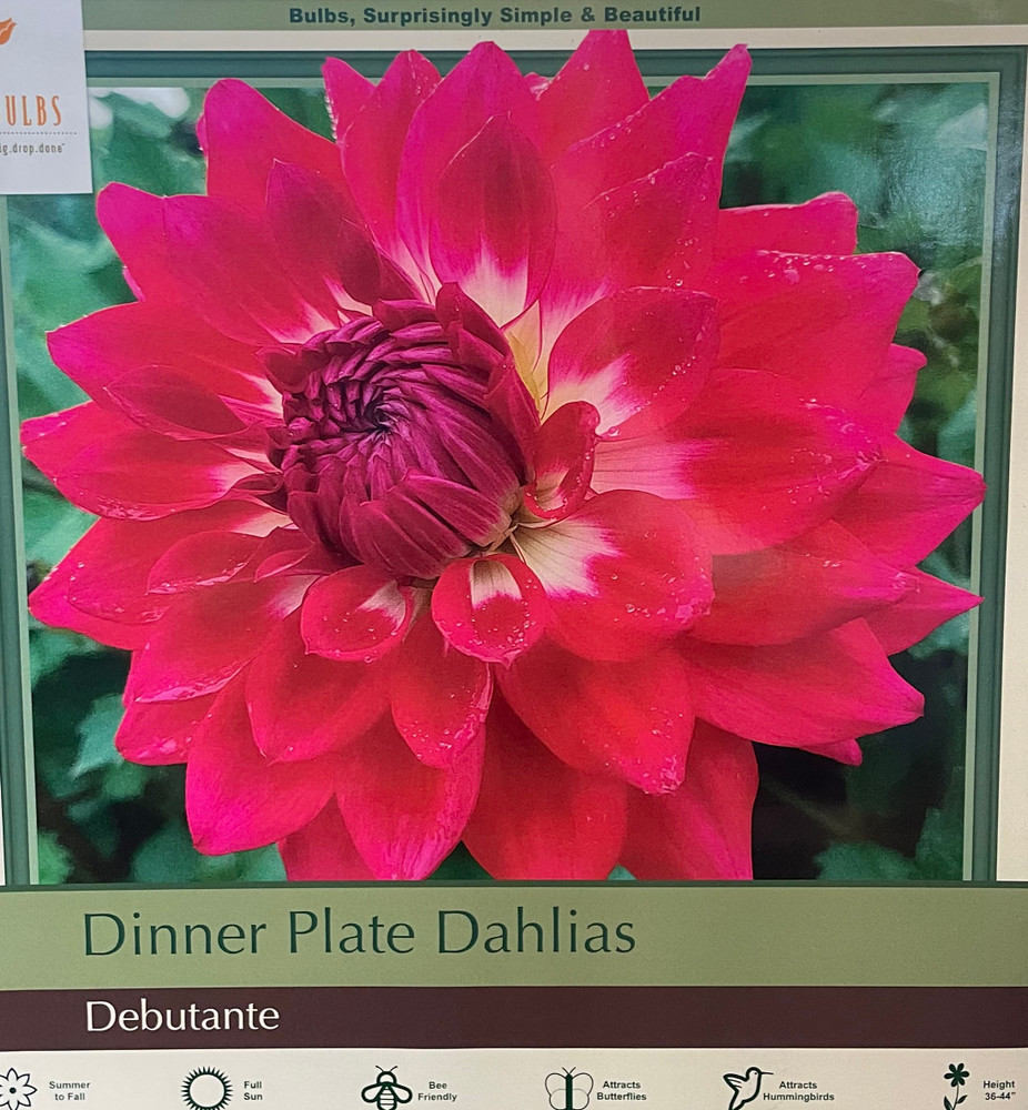 Debutante Dinnerplate Cactus Dahlia - 2 Top Size Root Clumps