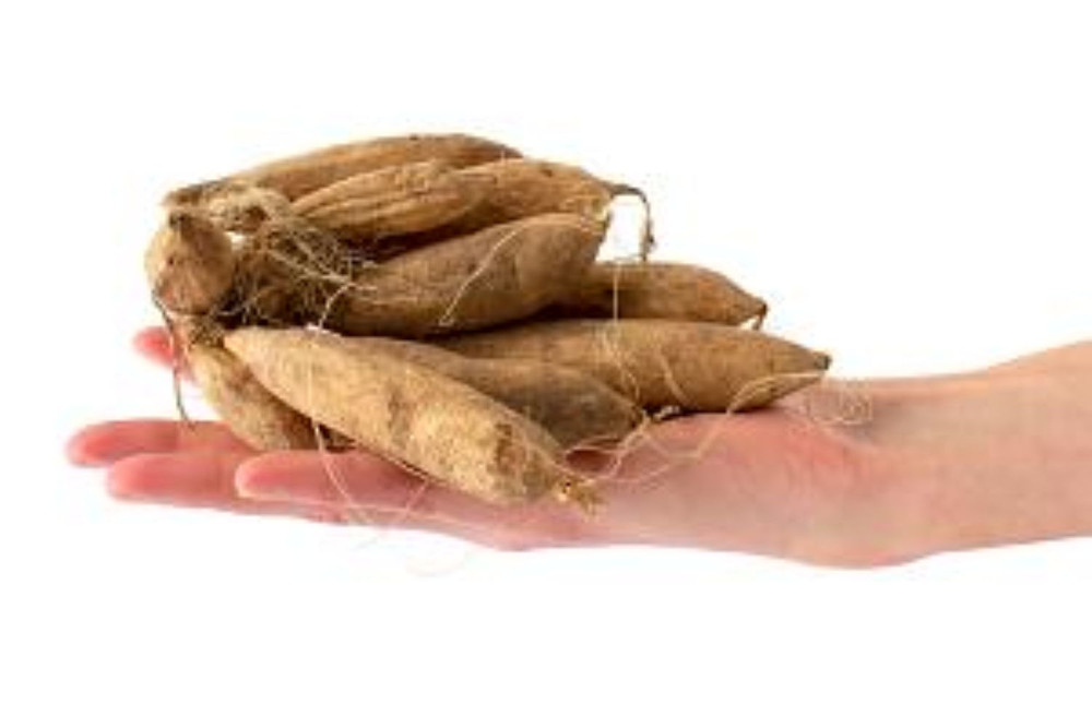 Debutante Dinnerplate Cactus Dahlia - 2 Top Size Root Clumps