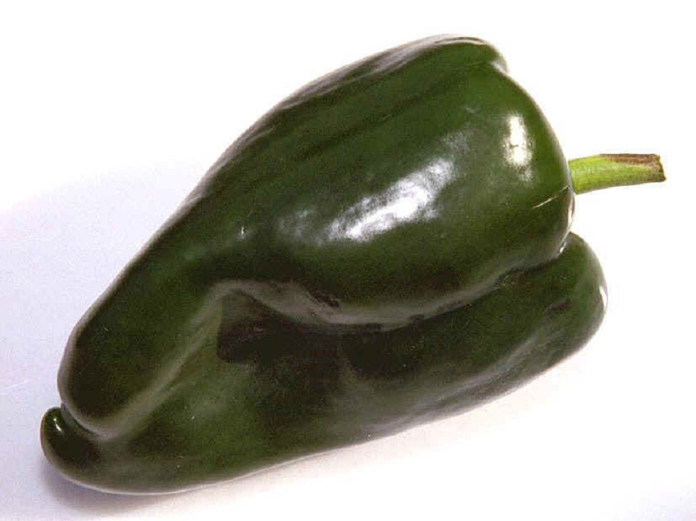 Ancho Poblano Pepper Plant 4" Pot - Most popular Chile
