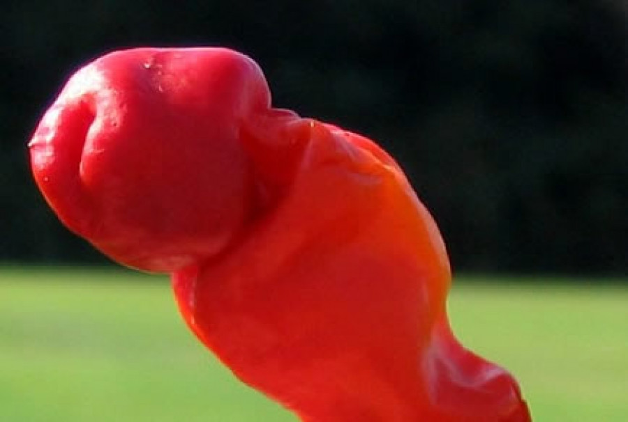 Hot Peter Pepper Plant - 4" Pot - Too hot to handle