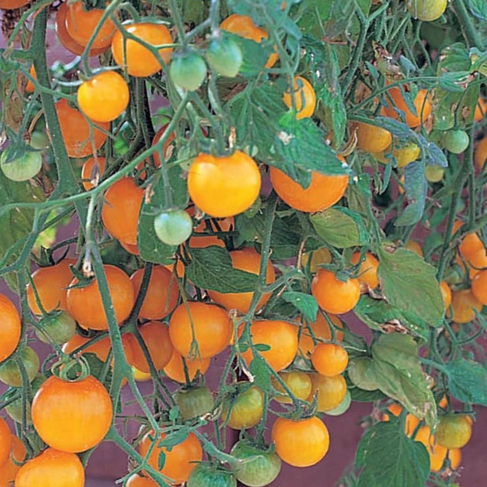 Tumbling Tom Yellow Cherry Tomato Plant - 4" Pot