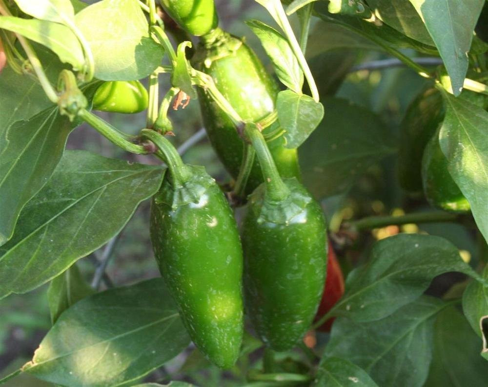 Mucho Nacho Jalapeno Pepper Plant - 4" Pot